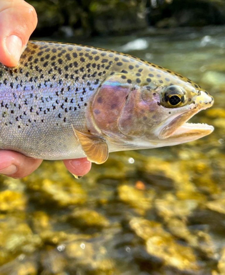 fliegenfischen steiermark