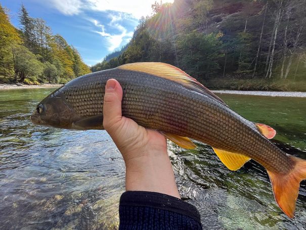 fliegenfischen steiermark