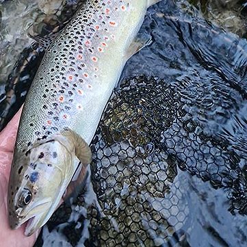 fliegenfischen steiermark