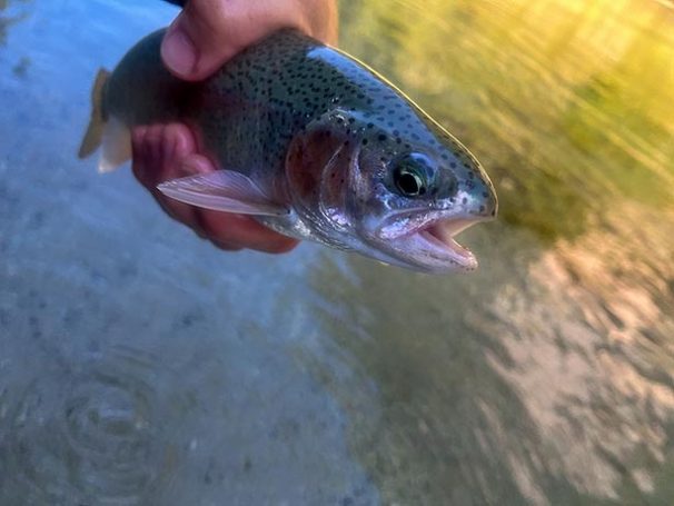 fliegenfischen steiermark