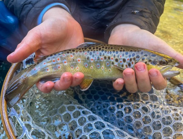 fliegenfischen mendlingbach