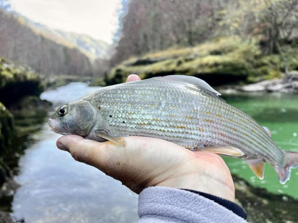 fliegenfischen salza