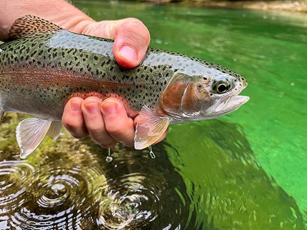 fliegenfischen steiermark